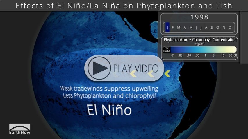 El Nino and Phytoplankton